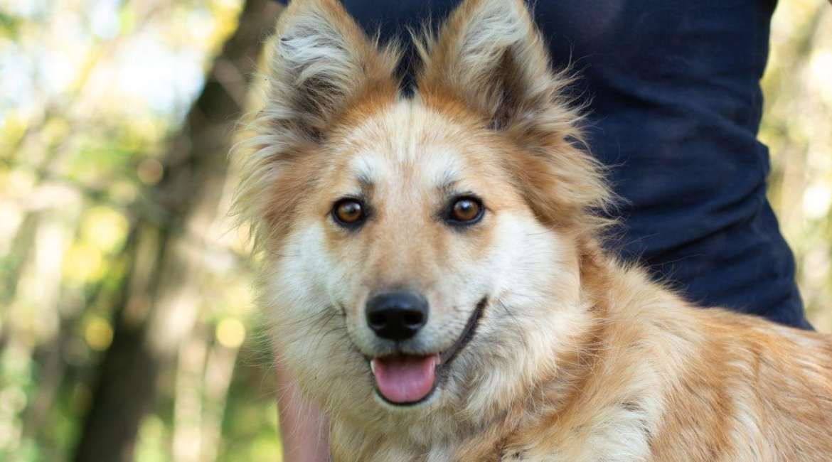 Chiens à adopter